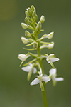 Nattviol/Platanthera bifolia/Butterfly Orchid